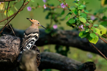 Common Hoopoe Resting Among Wild Flowers © Rima