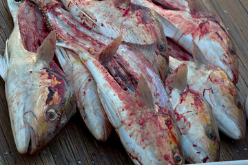 Pierside Precision: Fishermen Fillet Fresh Catch After Deep-Sea Adventure © Grindstone Media