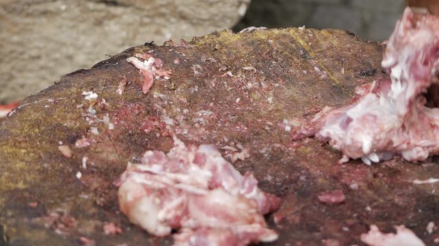 Gruesome Scenes  The Brutal Truth of Animal Carnage
