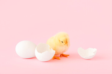 Cute little chick with egg shell on pink background