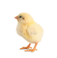 Cute little chick on white background