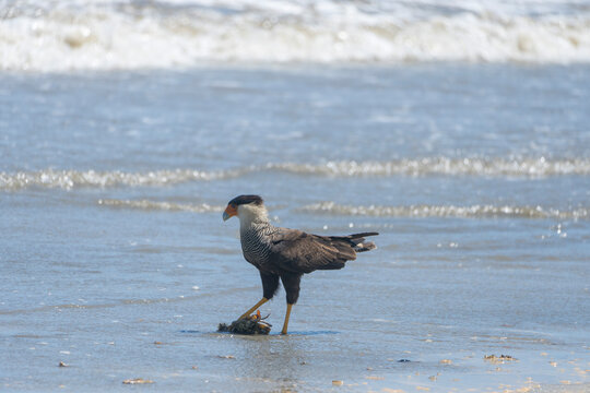 Carancho comiendo un cangrejo