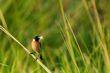 Siberian Stonechat with Butterfly Prey on Wild Grass