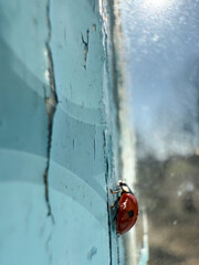Tiny Red Beetle On Window, Red Ladybug Explores Textured Painted Window With Sunlight Reflection