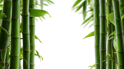 Zen-style illustration of a Japanese bamboo branch with green leaves isolated on a white background for tropical nature decoration or Asian spa design patterns