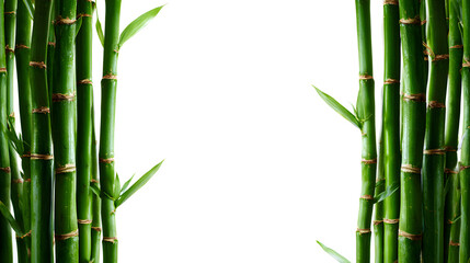 Fototapeta premium Zen style tropical green bamboo frame with lush leaves and branches on a white background for a natural Japanese design border