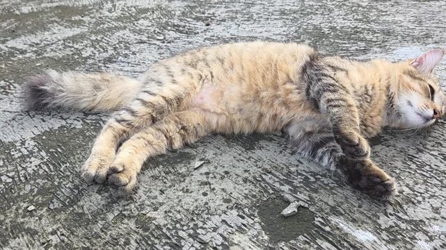 cat lying on the floor
