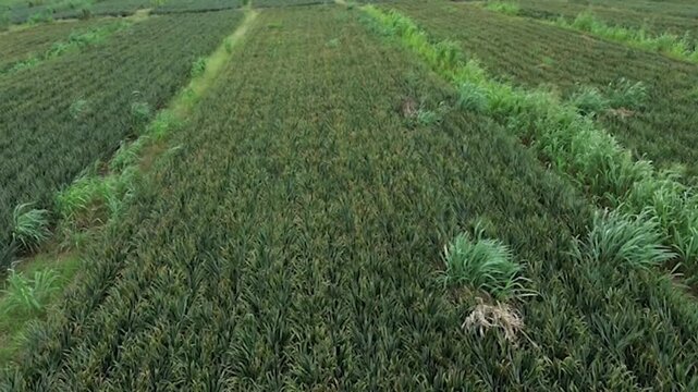 Pineapple field farm land in a row