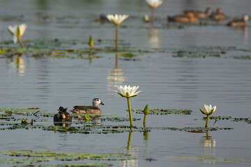 Cotton Pygmy Goose and Moorhen Foraging Together on Calm Wetland Water