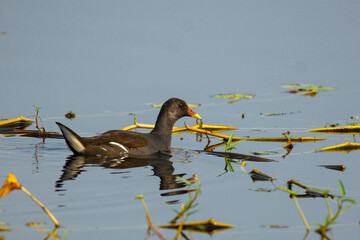 Moor Hen Floating on Calm Water Searching for Insects