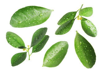 Green leaves of citrus plant with water drops isolated on white, set