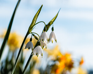 Spring snowflake - pair of blossoms Leucojum vernum white flowers with blurry background