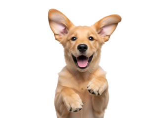 Golden Puppy with Upbeat Expression and Raised Paw on white background