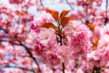 Japanese Pink Cherry Blossom tree. Beautiful large pink flowers opened on branches of profusely blooming