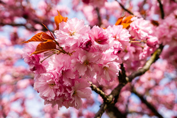 Japanese Pink Cherry Blossom tree. Beautiful large pink flowers opened on branches of profusely blooming