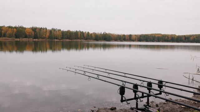 Carp fishing rods set on rod pod at calm autumn lake with forest reflection, peaceful fishing scene with empty water surface and copy space