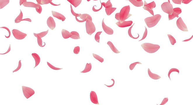 Romantic pink rose petals falling gracefully, perfect for a transparent png overlay, symbolizing love and festive joy for various design projects
