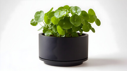 A vibrant green pilea plant in a sleek black pot, showcasing its lush leaves against a clean background