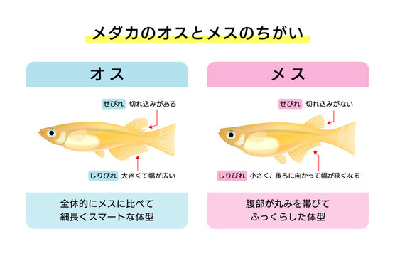 メダカのオスとメスの違いがわかる図解イラスト