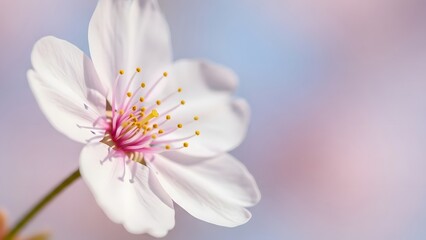 Obraz premium Theme Sakura season, view of single sakura flower, selective focus