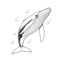 Hand drawn black and white illustration of a humpback whale swimming upward with bubbles. Vintage tattoo style ink sketch of a giant marine mammal isolated on a neutral background