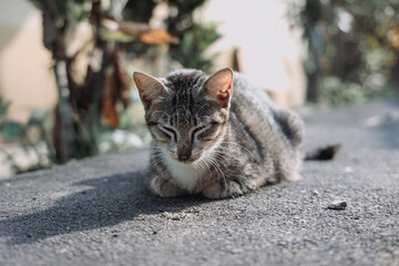 Cute grey tabby cat sleeping on asphalt road outdoors