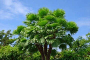 A lush palm tree with vibrant green fronds stands against a bright blue sky and green shrubbery