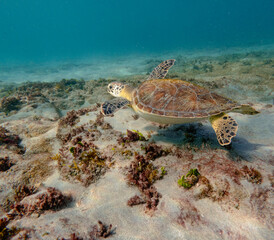 sea turtle swimming along coral reef