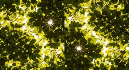 Sunlight filtering through lush green leaves creating a vibrant canopy.
