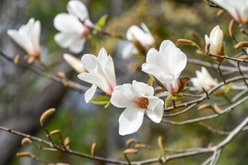 コブシ（辛夷）Kobushi Magnolia