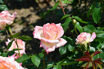 バラ「ダイアナ・プリンセス・オブ・ウェールズ」　Rose ‘Diana, Princess of Wales’ © maaagram