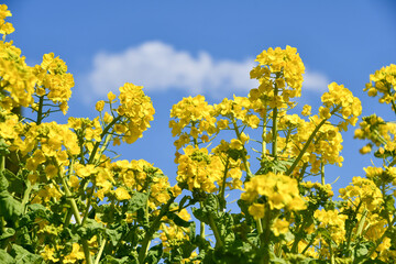 青空と菜の花　Rapeseed blossoms under a clear blue sky	