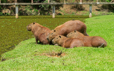 Capybara Family Lying by the Water in Daylight