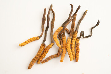 Cordyceps or Ophiocordyceps sinensis mushroom herb is fungus for used as medicine on white background.