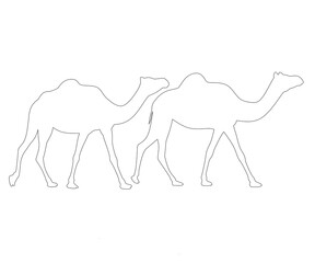 Camels lineart drawing vector,camels outline design image,camels linear design image,camels line stock vector,camels line art illustration 