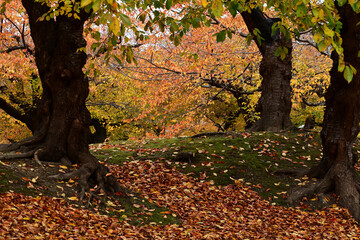 晩秋の桜の紅葉
