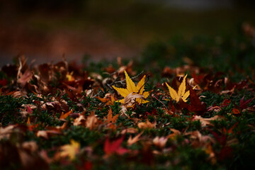 生垣の上に積もるモミジの落ち葉