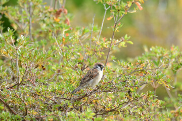 つつじに止まる秋の雀の幼鳥