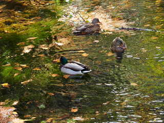 秋の観光名所上高地の湿原にいる可愛い鴨の群れの様子