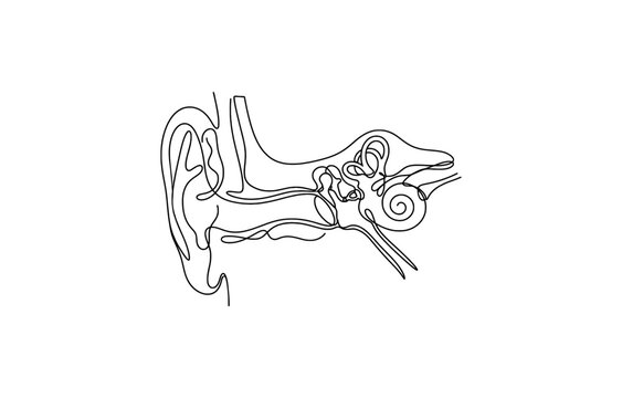 Continuous one line drawing of Human ear anatomy showing cross section outer middle and inner parts, vector illustration, isolated on transparent background.