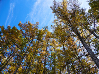 Obraz premium 秋の観光名所上高地の唐松の森の風景