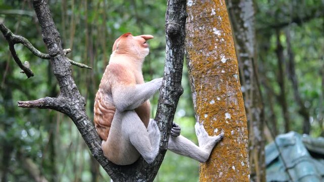 an alpha male proboscis monkey in the wild, sitting and eating at mangrove leaves at Tarakan, Indonesia. Proboscis monkey foraging at mangrove forest. Wild nature stock footage.