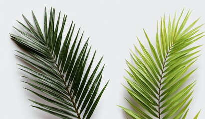 Fototapeta premium Tropical nature image of green palm tree leaves and isolated coconut palm fronds against a summer sky