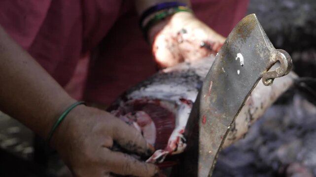 Masterful Fish Fileting  An Experts Precision