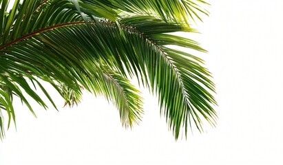 Fototapeta premium Isolated tropical palm tree with green foliage on a white background for a natural summer travel design