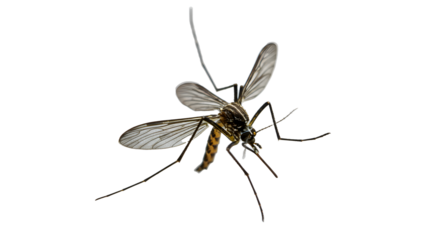 Close-up of Mosquito with Transparent Wings and Dark Body on White Background