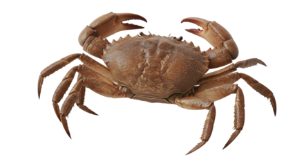 Brown Crab Isolated on White Background with Natural Colors and Detailed Texture