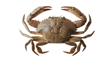 Brown Crab with Spiny Shell on White Background for Seafood and Marine Life Content