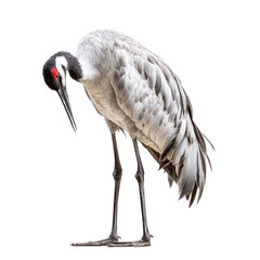 Fototapeta premium Crane preening crane uses its beak to clean or arrange its feathers. full length isolate on transparent background