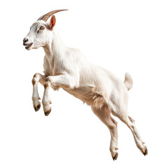 Goat jumping A goat leaps energetically into the air, legs extended in a playful manner. full length isolate on transparent background